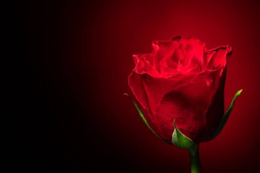 Beautiful red rose flower on dark background