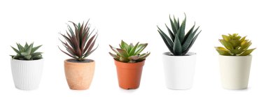 Beyaz arkaplanda sulandırma seti