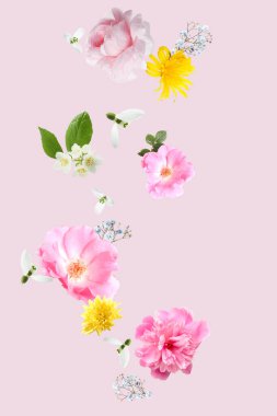 Beyaz arkaplanda pembe gül