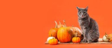 Şirin kedi, balkabağı ve sonbahar yaprakları turuncu arka planda, mesaj için yer var. Şükran Günü kutlaması