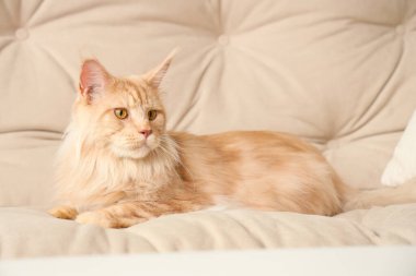 Evdeki beyaz kanepede uzanmış şirin bej renkli Maine Rakunu kedisi.