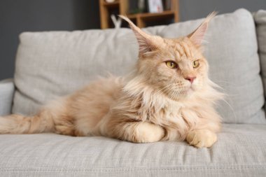 Evdeki gri kanepede yatan sevimli bej renkli Maine Rakunu kedisi.