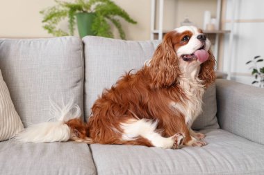 Şirin şövalye Kral Charles, evdeki kanepede oturuyor.