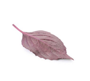 Beyaz arkaplanda taze fesleğen yaprağı