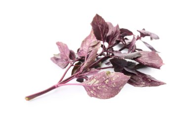 Beyaz arkaplanda taze fesleğen yaprakları