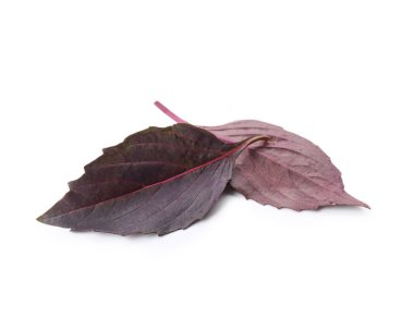 Beyaz arkaplanda taze fesleğen yaprakları