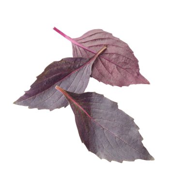 Beyaz arkaplanda taze fesleğen yaprakları