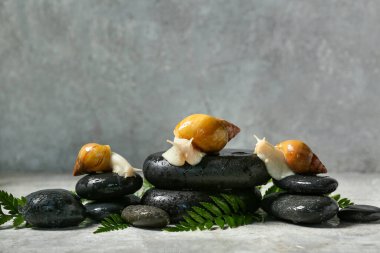 Salyangozlar, spa taşları ve gri arkaplanda yapraklar