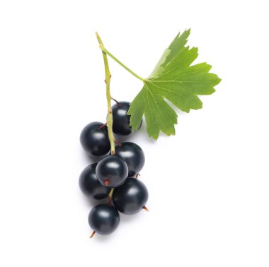 Beyaz zemin üzerinde yaprak olan taze siyah üzümler