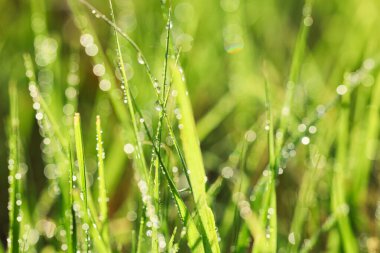 Su damlalı yeşil çimlerin yakın görüntüsü