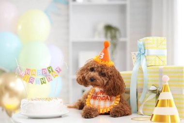Parti şapkalı sevimli kaniş köpeği ve evde masada duran doğum günü pastası.