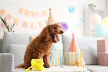 Parti şapkası ve hediyesiyle sevimli oyuncak kaniş köpeği şenlikli oturma odasında masada oturuyor.