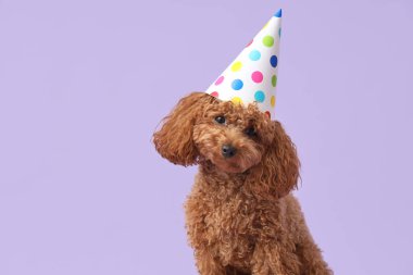 Leylak arka planında parti şapkalı sevimli kaniş köpeği.