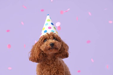 Leylak arka planında parti şapkalı sevimli kaniş köpeği.