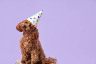 Parti şapkalı sevimli fino köpeği leylak arka planında hediye kutusunda oturuyor.