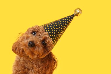 Sarı arka planda parti şapkalı sevimli oyuncak kaniş köpeği.