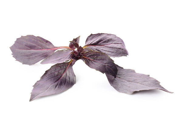 Fresh basil leaves on white background