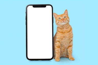 Mavi arka planda sevimli kızıl kedi