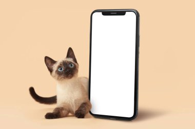 Renkli Tayland kedisi