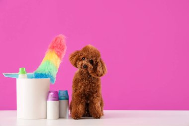 Menekşe arka planında temizlik malzemesi olan sevimli oyuncak kaniş.