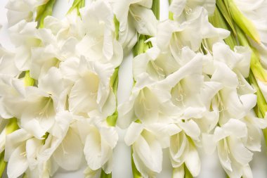 Beyaz arka planda izole edilmiş muhteşem gladiolus çiçekleri, yakın plan.