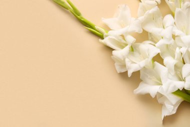 Bej arkaplanda beyaz gladiolus çiçekleri, yakın plan