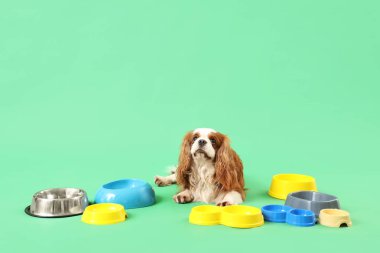 Şirin süvari Kral Charles, yeşil arka planda yemek kaseleri olan bir spanyel.