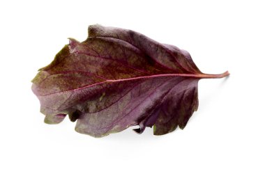 Beyaz arkaplanda taze mor fesleğen yaprağı