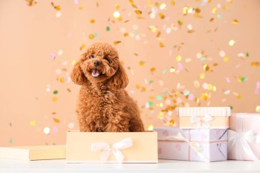 Hediye kutuları ve kahverengi arka planda konfetisi olan sevimli oyuncak kaniş köpeği.