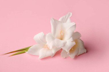 Pembe arka planda beyaz gladiolus çiçekleri, yakın plan