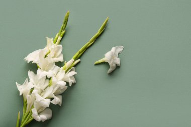 Yeşil arka planda güzel beyaz gladiolus çiçekleri, yakın plan