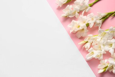 Renkli arka planda güzel beyaz gladiolus çiçekleri, yakın plan