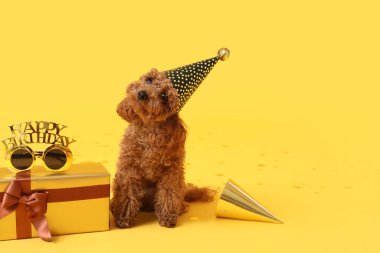 Parti şapkalı sevimli kaniş köpeği hediye kutusu ve sarı arka planda yenilik gözlükleri var.
