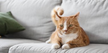 Şirin kedi closeup evde koltukta yalan