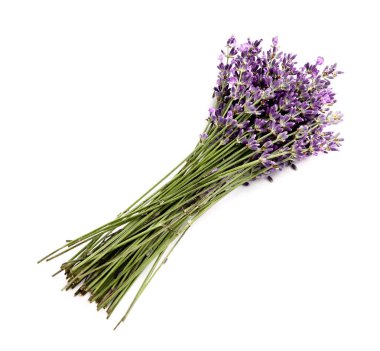 Beyaz arka planda bir demet güzel lavanta çiçeği