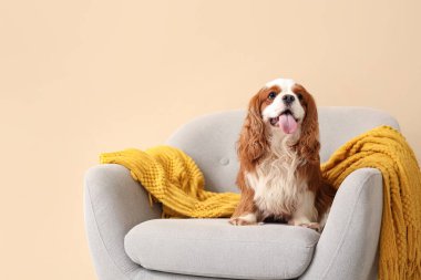 Sevimli şövalye Kral Charles, evdeki bej duvarın yanındaki koltukta oturuyor.