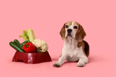 Tatlı av köpeği ve pembe arka planda sebzeli kase.