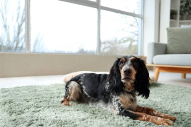Şirin cocker spaniel evde yeşil halıda yatıyor.