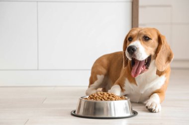 Tatlı Beagle köpeği evde kuru yiyeceklerle kasenin yanında yatıyor.