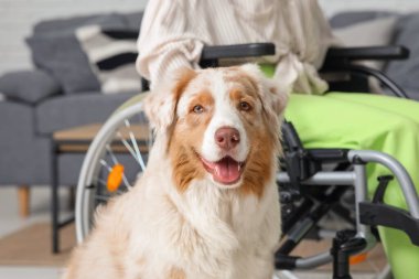 Tekerlekli sandalyedeki kadının yanındaki servis köpeği, yakın plan.