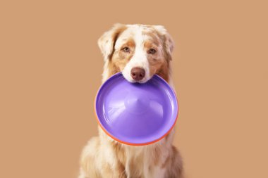 Kahverengi arka planda frizbisi olan tatlı Avustralya çoban köpeği.