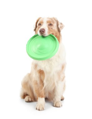 Beyaz arka planda yeşil frizbili şirin Avustralya çoban köpeği.