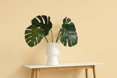 Bej duvarın yanındaki masada canavar yaprakları olan vazo.