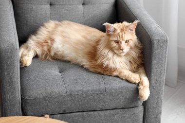 Şirin Maine Rakunu evde gri koltukta yatıyor.