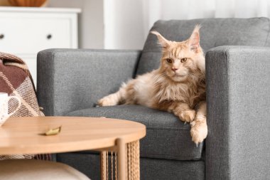 Şirin Maine Rakunu evde gri koltukta yatıyor.