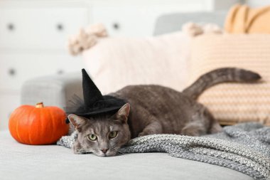 Cadı şapkalı şirin kedi ve Cadılar Bayramı balkabağı evdeki kanepede uzanıyor, yakın plan.