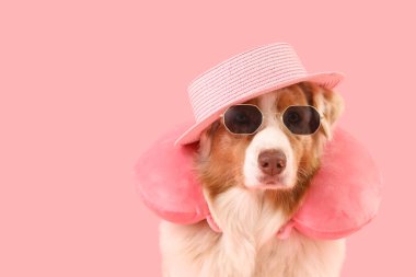 Güneş gözlüklü, yaz şapkalı ve pembe arka planda seyahat eden yastıklı şirin Avustralya çoban köpeği.