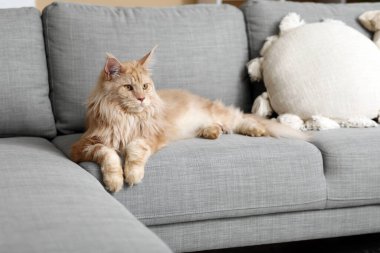 Tatlı Maine Rakunu kedisi oturma odasında gri kanepede yatıyor.