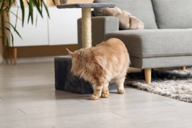 Maine Rakun Kedisi evindeki evinin yanında.