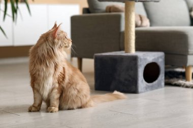 Maine Rakunu evde yerde oturuyor.